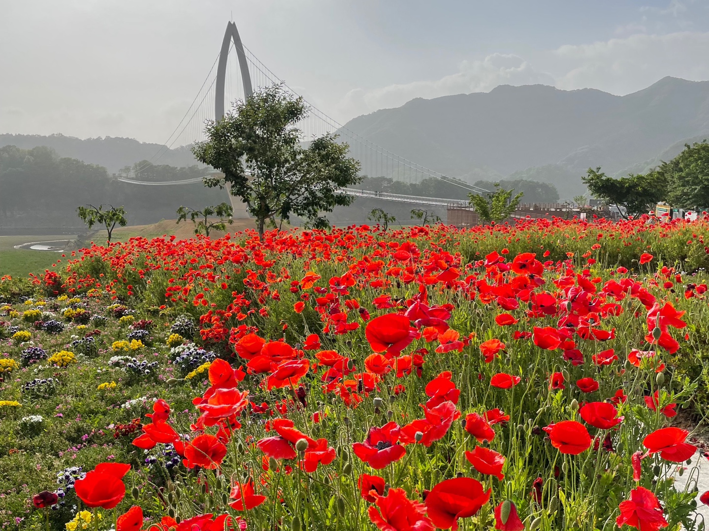 전북임실여행 양귀비