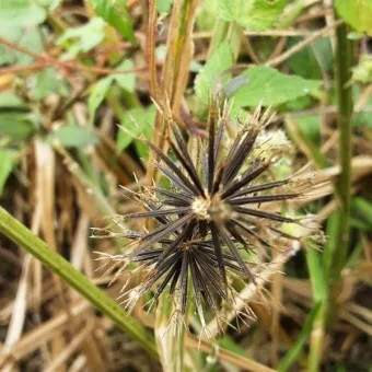 도깨비바늘 귀침초 자연이 준 해독의 명약 건강 효과_17