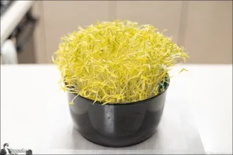 녹두 재배 직파 심기 병해 예방 수확 건조_13