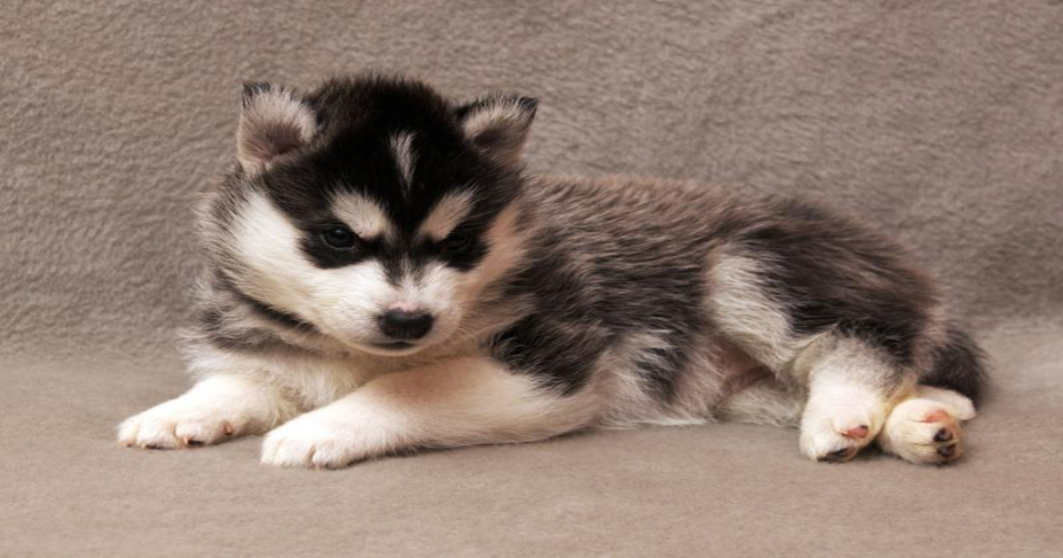 삼성화재 다이렉트 펫보험 가입