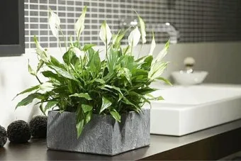 욕실 식물 추천 습도사랑 종류 물주기 환기요령 곰팡이 예방 팁_4