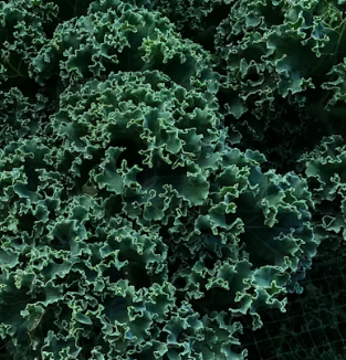 대상포진 후 신경통에 좋은 음식 영양제 식단