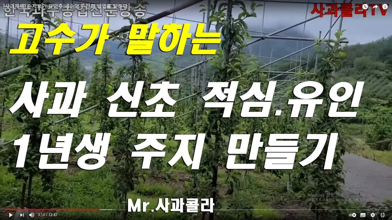 작물 순지르기 유인 기본 토마토 오이 가지 고추 수형관리_1