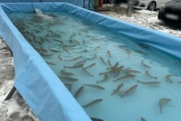 청평 설빙 송어빙어 축제