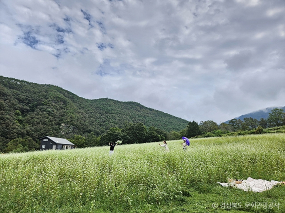 [대구,경북 여행코스] 6월 여행가는 달 - 옻곷마을 자전거여행, 청라언덕,맹개마을등