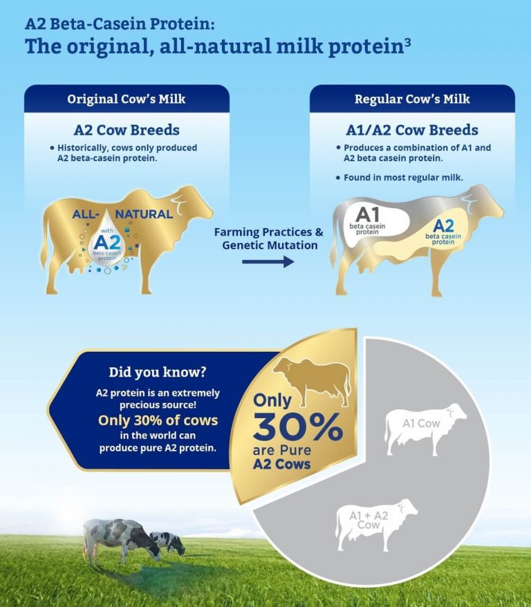 a1 and a2 casein protein explanation