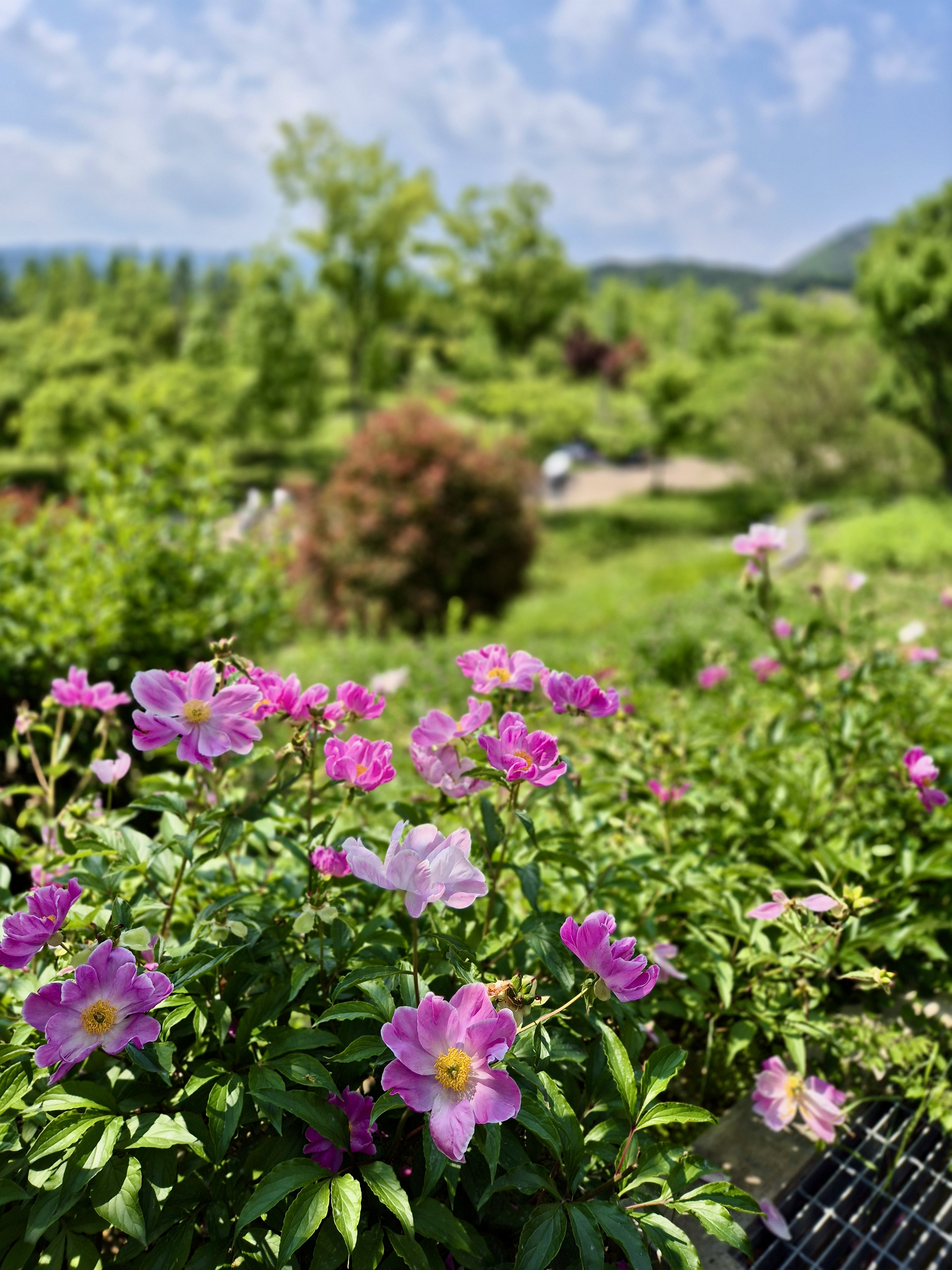 해운대 수목원 작약