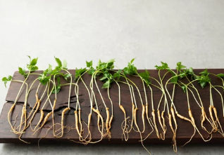 장뇌삼/출처:어도비스톡