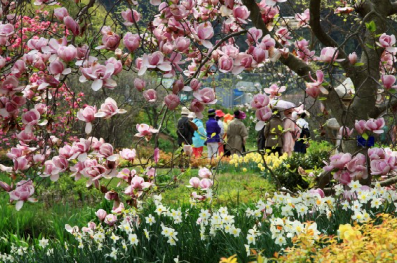 천리포수목원 목련축제