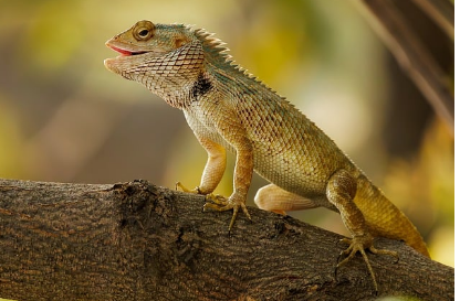 특별한 반려동물 이야기: 희귀 동물 키우기