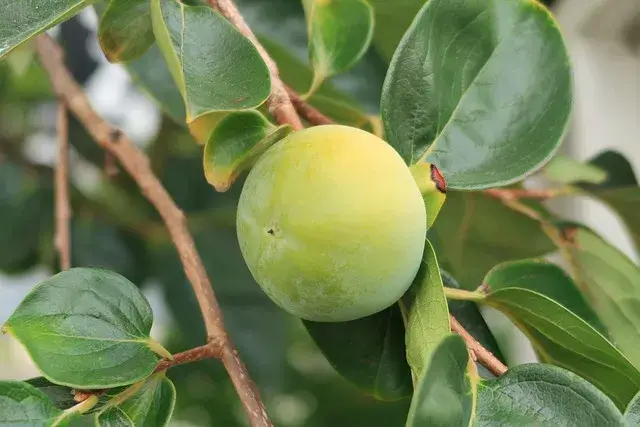 농산물 품질관리사 취업 