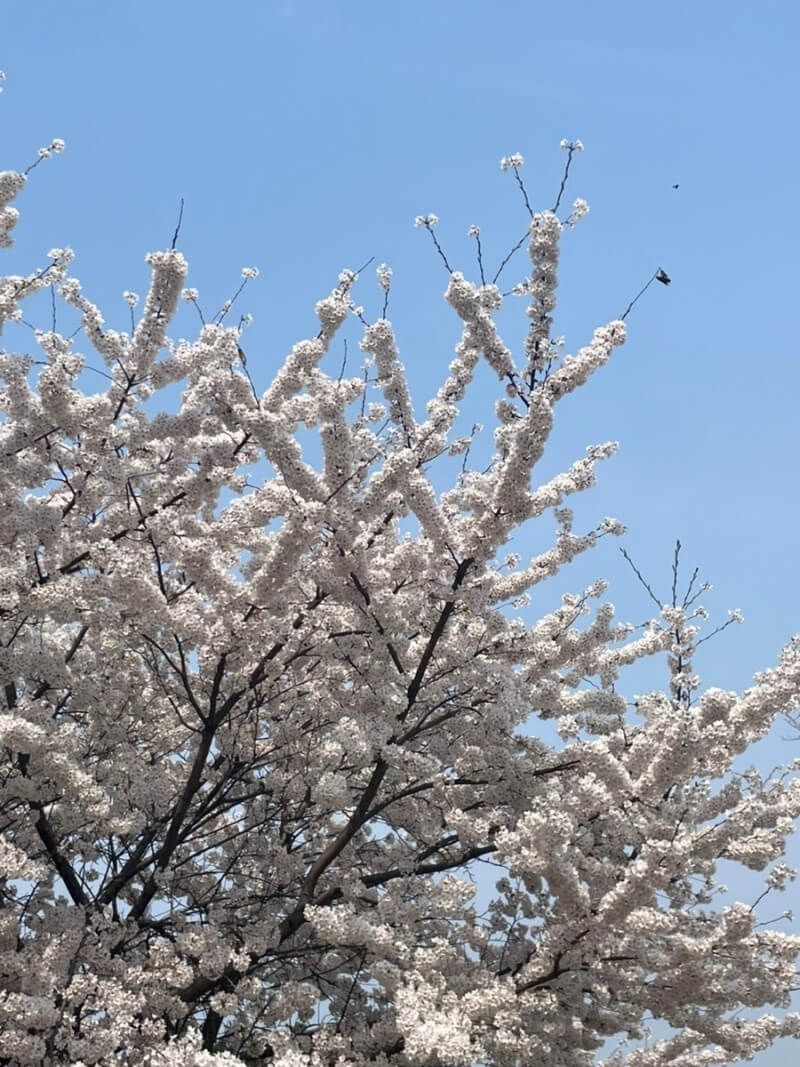 2024 숨은 벚꽃명소 / 수도권 벗꽃명소 벚꽃여행