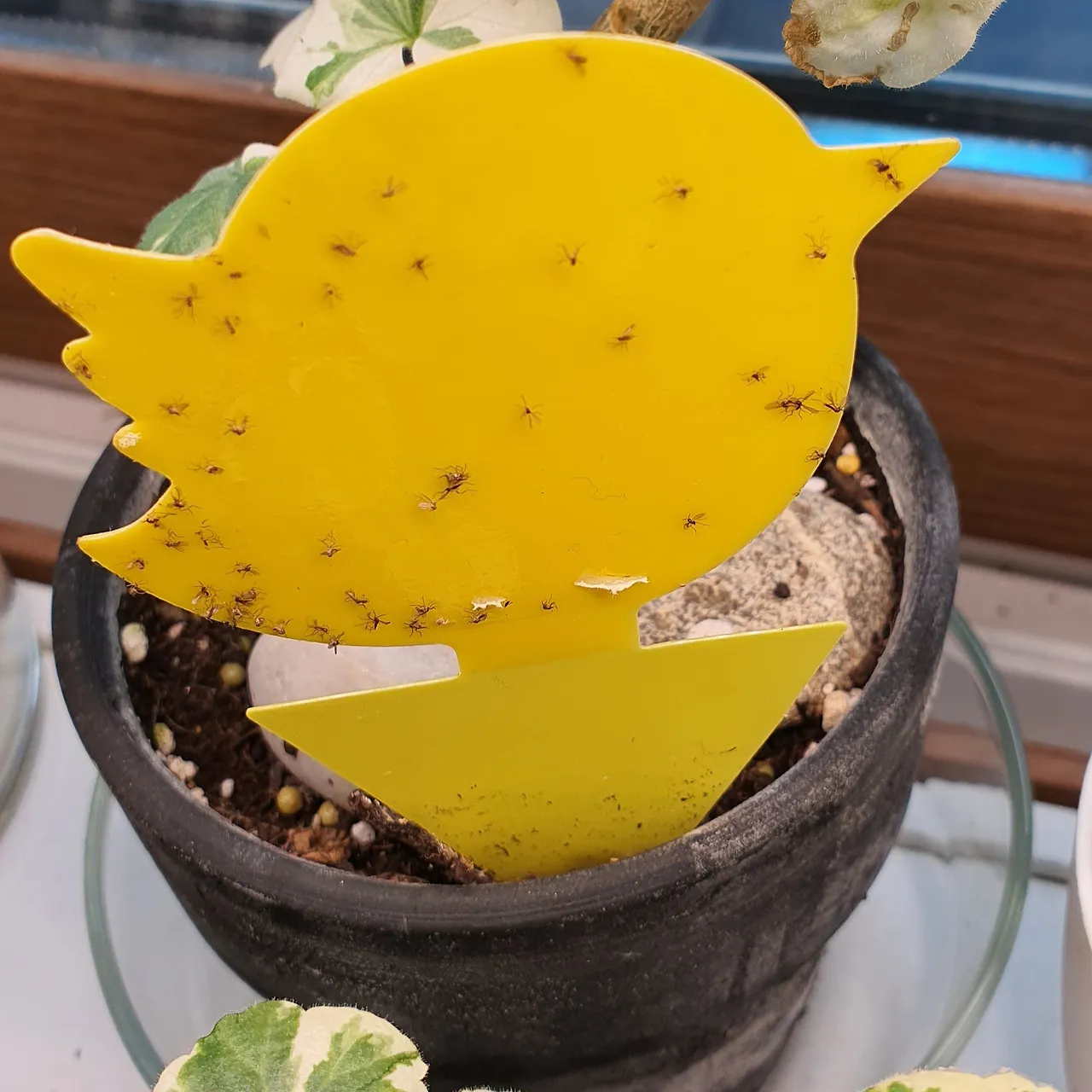 화분 뿌리파리 생기는 원인과 퇴치법 완벽 정리_2