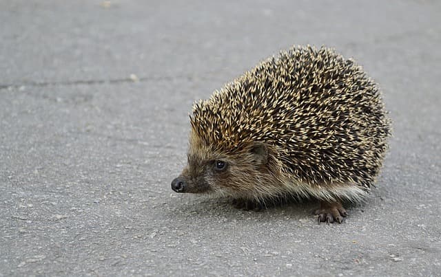 고슴도치 건강검진 체크리스트와 질병 예방법