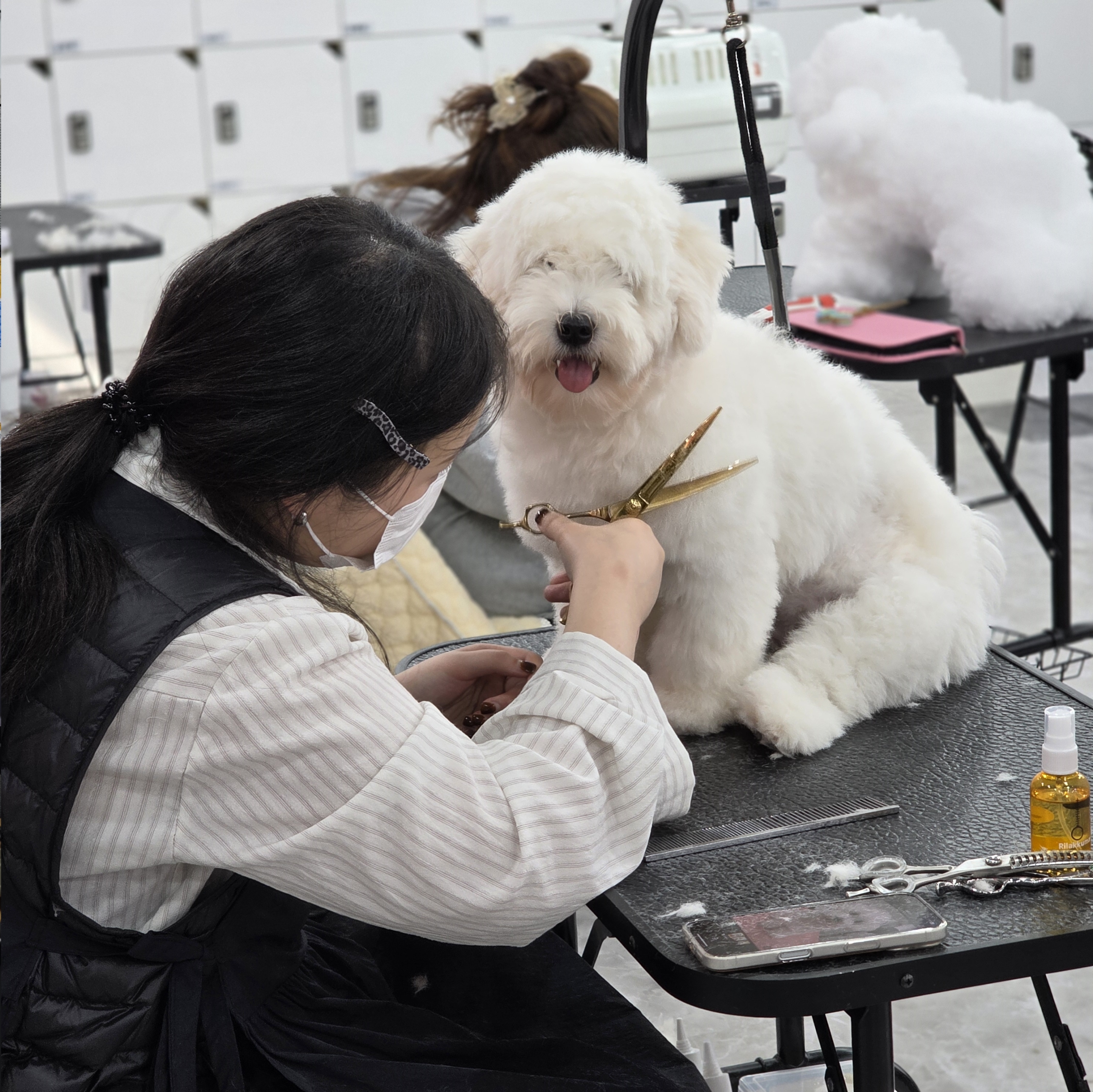 광진구애견미용추천