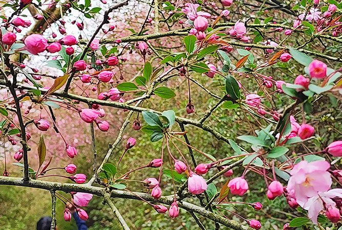 강진 서부해당화 봄꽃 축제