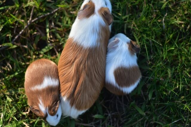 2025년 을사년 신년운세, 쥐띠(8) 뛰지 말고 걸어 가자 쥐띠.