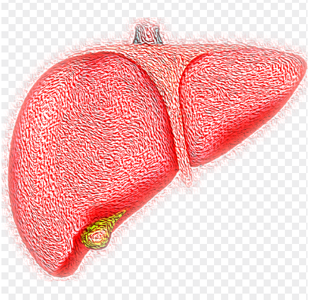 간 해독에 효과적인 자연 식재료