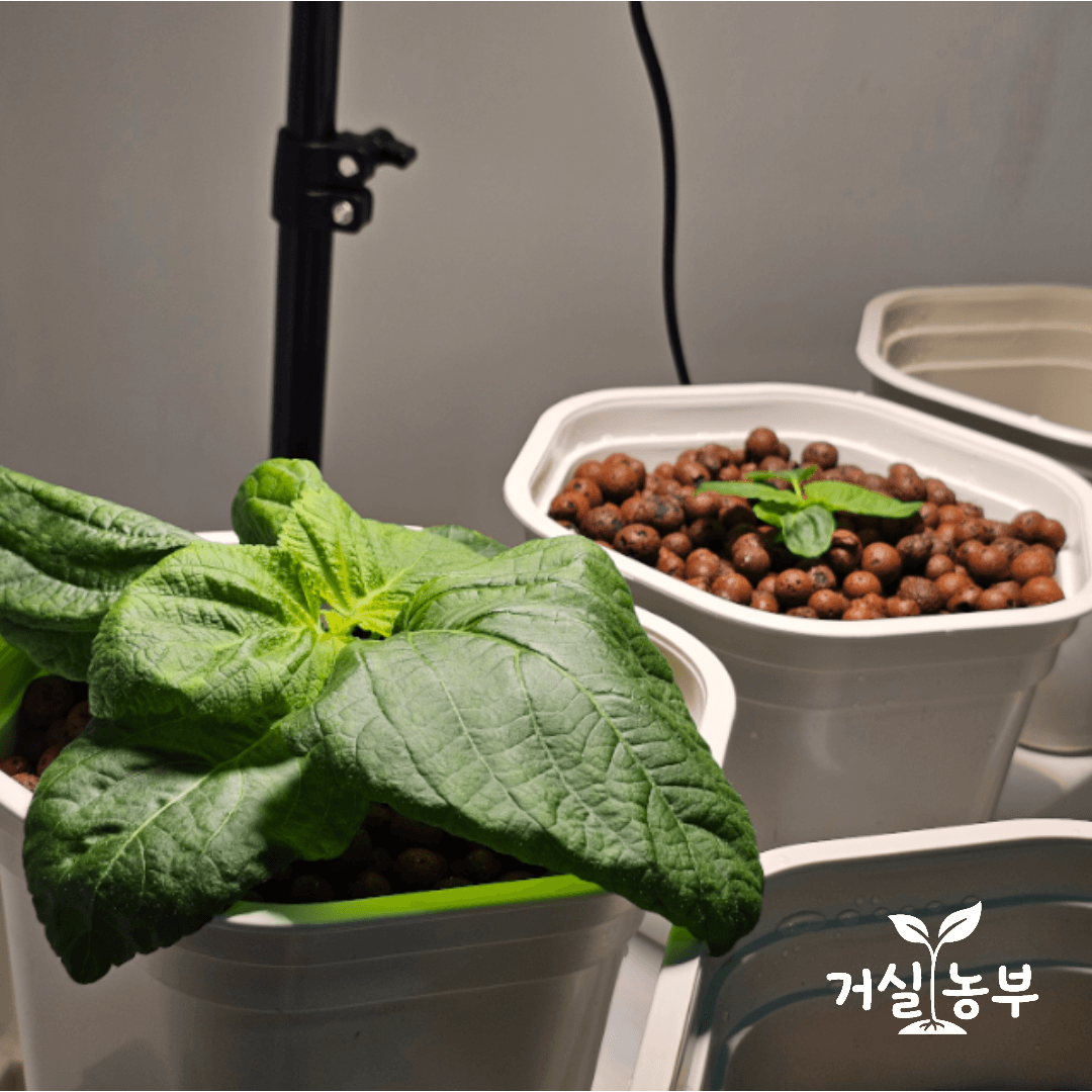 하이드로볼을 채운 화분형 수경재배기에 이식한 깻잎 1호와 2호