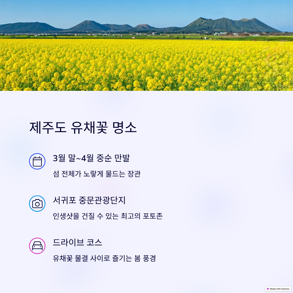 제주도 유채꽃 명소