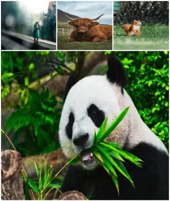 악보 표기법의 진화 – 고대 성가부터 현대 그래픽 악보까지로 여정 음악사 역사 정리_24