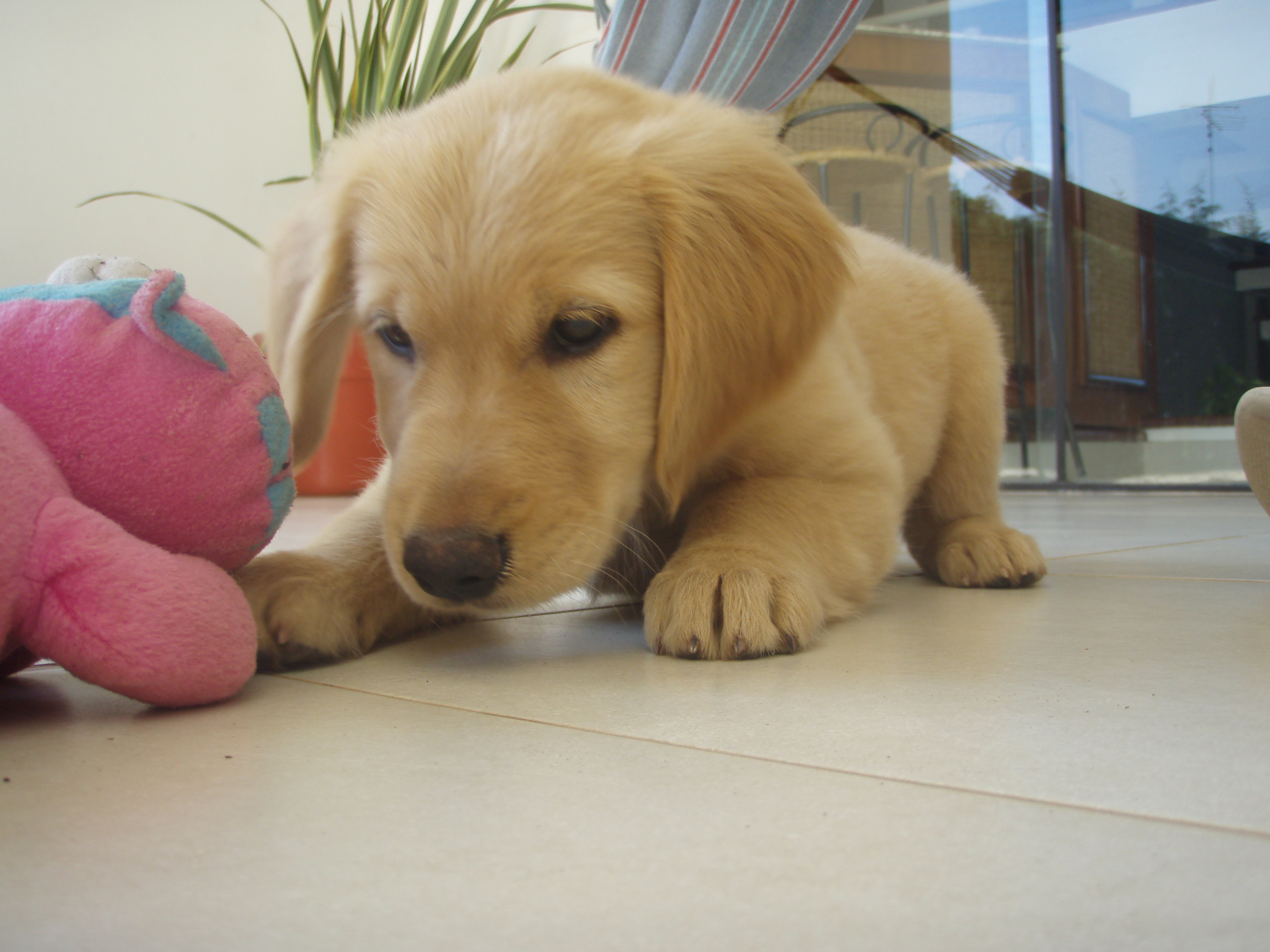 반려동물 유튜브 만들기 관련 사진