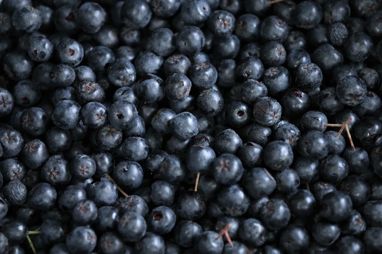 아로니아-효능-심혈관질환-면역력-후기-다이어트-노폐물해독