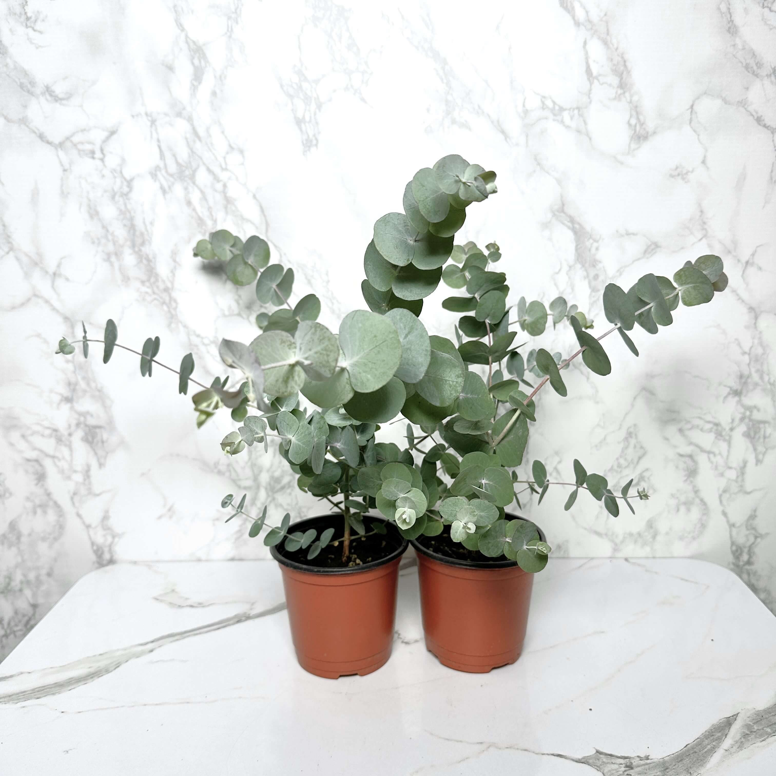 유칼립투스 키우기