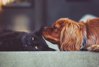 강아지 고양이 사진