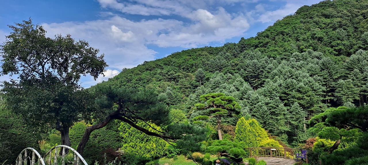 울창한 산림을 배경으로 다듬어진 소나무와 정원이 펼쳐져 있다. 정원 사이로 작은 다리가 놓여 있어 풍경을 한층 아름답게 해주며, 파란 하늘과 짙은 녹음의 대비가 청량한 인상을 준다.