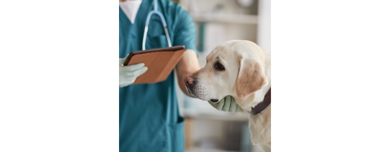 당진시 동물병원