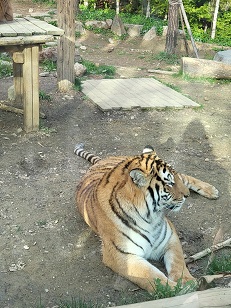 에버랜드 스마트줄서기