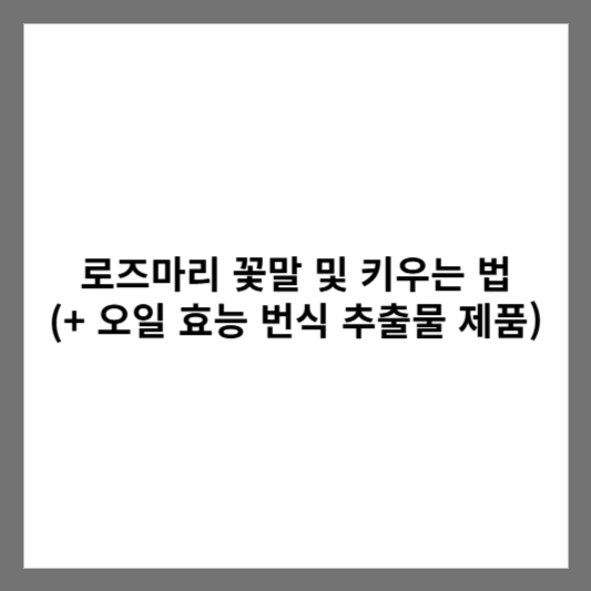 로즈마리 꽃말 및 키우는 법 (+ 오일 효능 번식 추출물 제품)