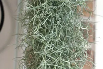 &amp;quot;수염틸란드시아