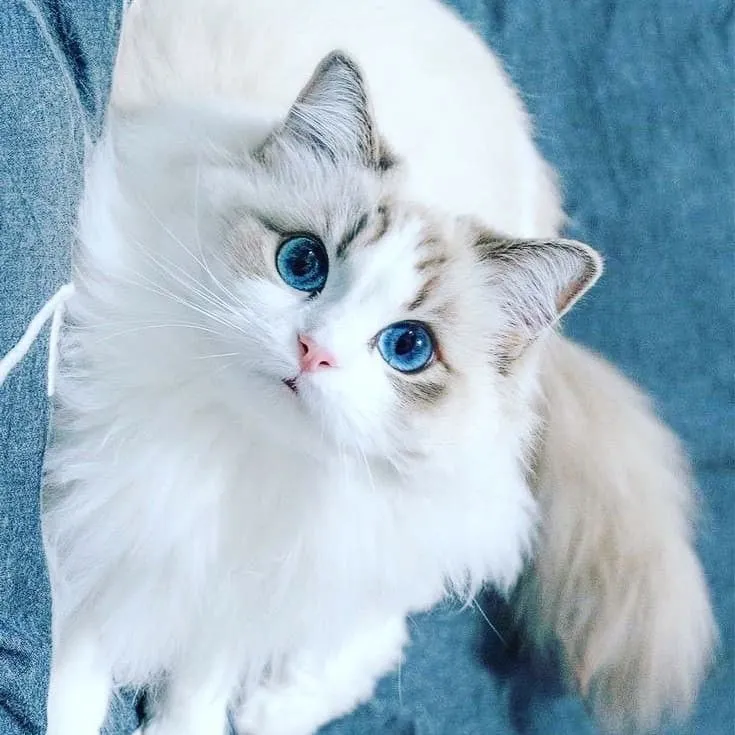 페르시안 고양이 유전병_1