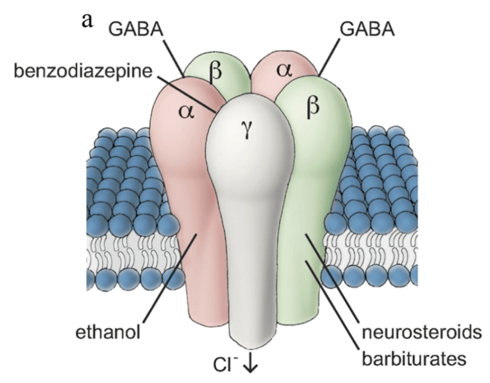 GABA 수용체 기전 설명2