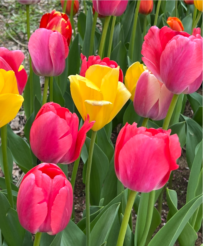 아산 피나클랜드 튤립 축제.생방송투데이.일정.가는길.주차장.2023년안내