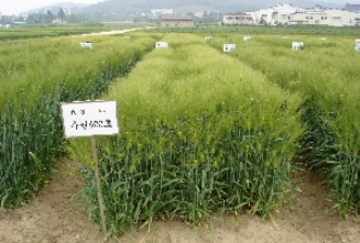 알트태그-엿기름 전용품종 혜미