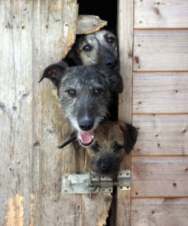 문으로 들여다보는 러처와 테리어.