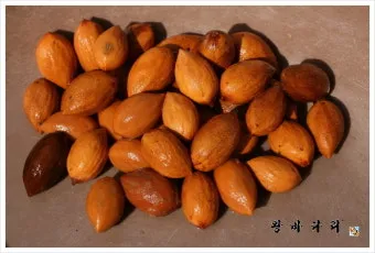 씨앗 저장법 건조 저온 밀봉 발아율 유지 교체 주기_23