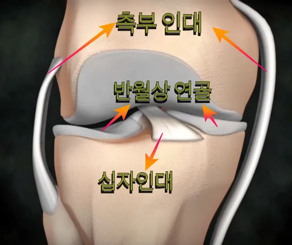 무릎의 연골과 인대구조