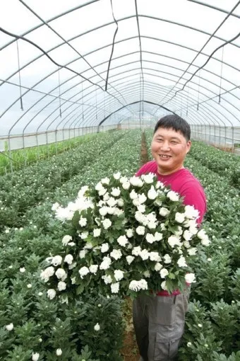 국화 재배 절화용 키우기 생장 조절 개화 유도_5