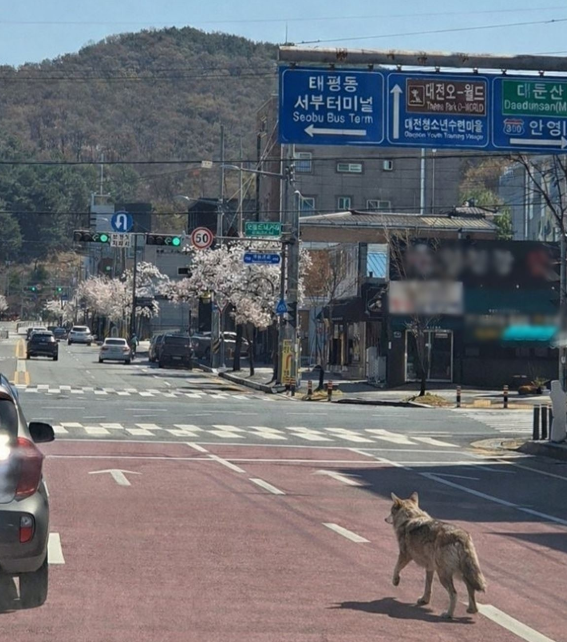 대전 오월드 늑대 탈출! 현재 위치와 이동 경로 확인하세요