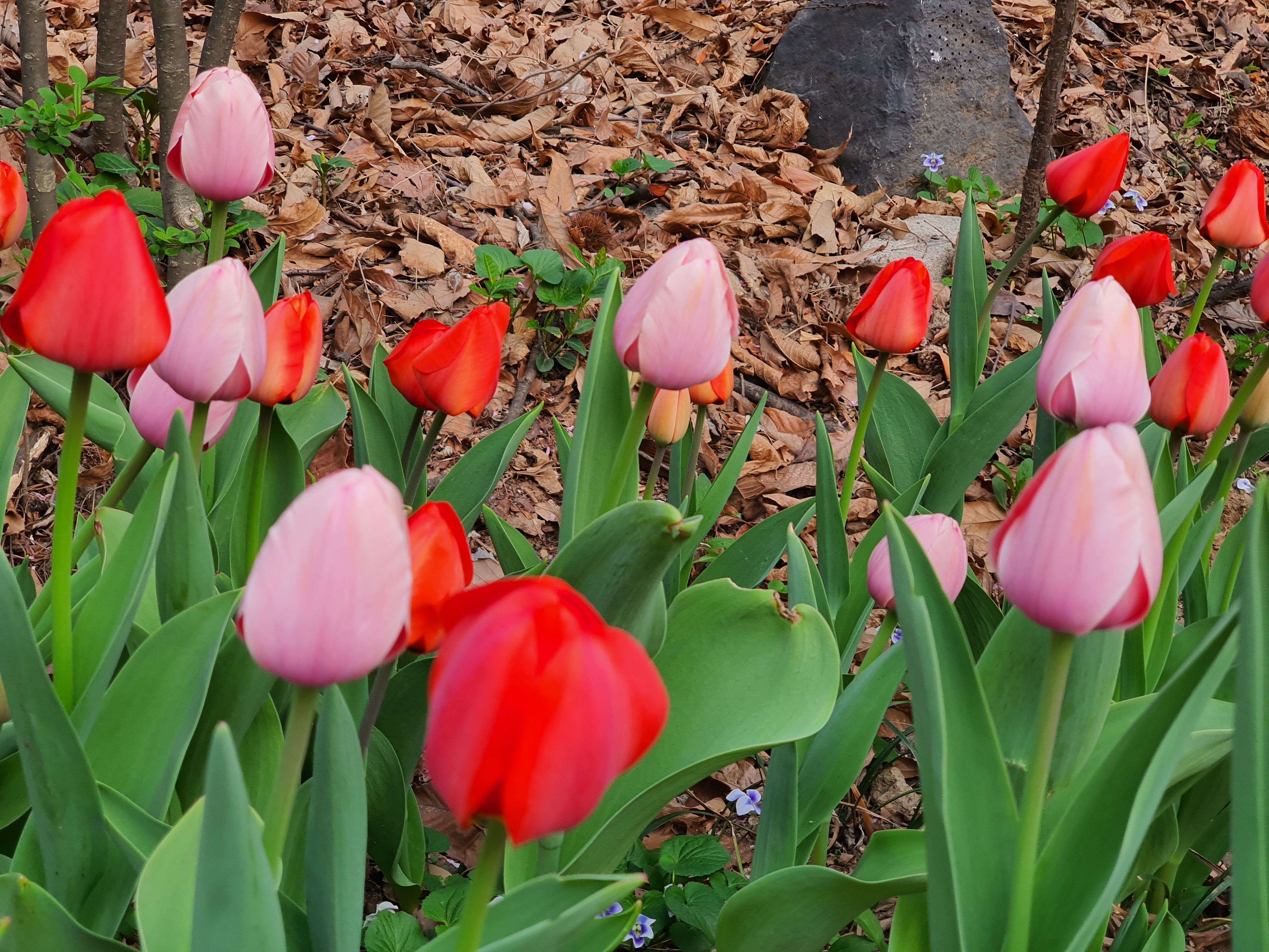 튤립의 아름다운 자태