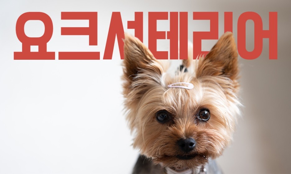 요크셔테리어