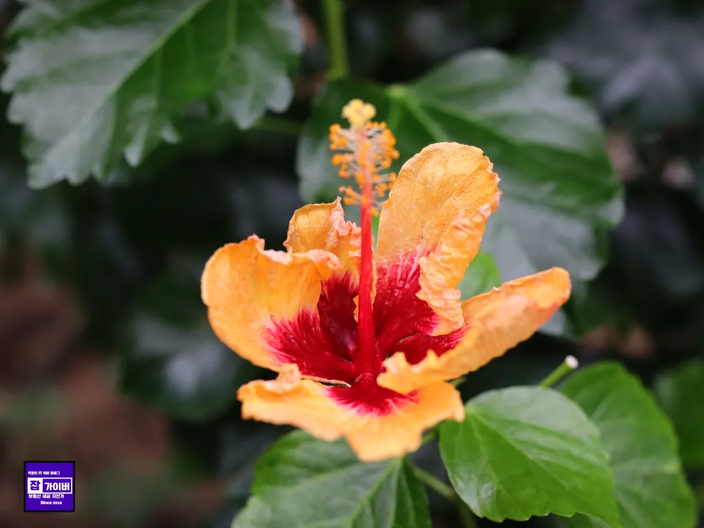 서울식물원 온실 내부 산책 느낌