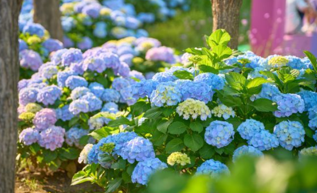 2024 울산 장생포 수국축제 입장료 불꽃쇼 주차장 가는길