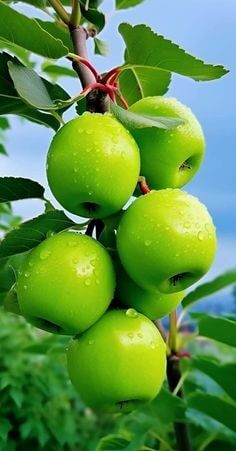 아직-나무가지에-달여있고-익지않는-피부에-물방울이-맺혀있는-파란-다섯개의-사과