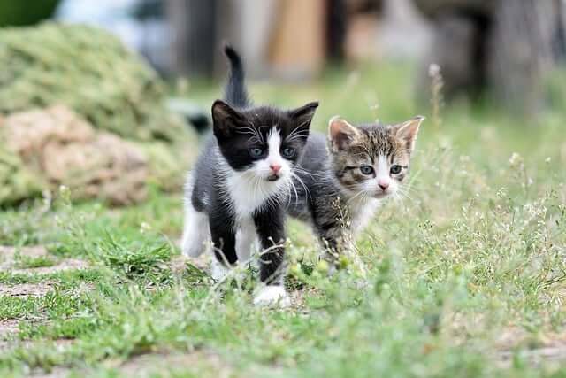 고양이 혈변 원인. 혈변 예방하기&amp;#44; 장건강이 중요합니다.