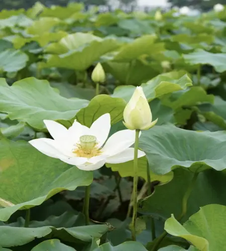 무안 연꽃축제_2
